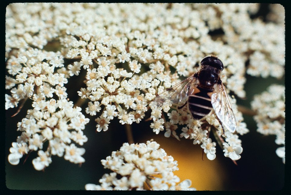 Queen's Anne Lace - Bee 1971